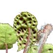 Begonia ferox (mini)