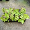 Begonia ferox (mini)