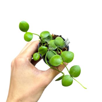   Dischidia vidalii x sp. 'Camiguin Island' mini (Inplanted)