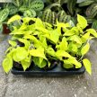 Epipremnum aureum 'Champs Élysées'