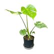 Monstera deliciosa 'Thai Constellation' (Hydroplanted)