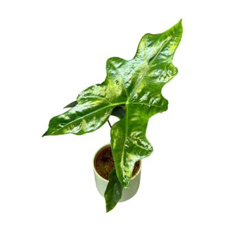 Alocasia nycteris 'Batwing' (leértékelt)