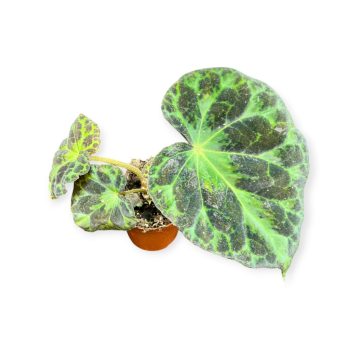 Begonia barsalouxiae