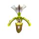 Paphiopedilum spicerianum