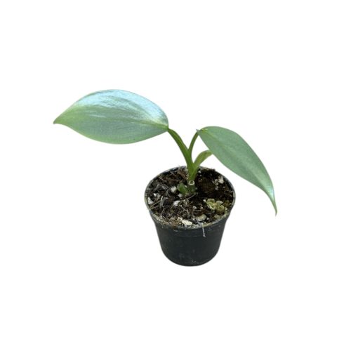 Philodendron hastatum ‘Silver’ mini (Inplanted)