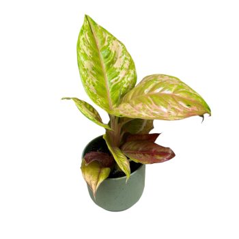 Aglaonema 'Pastella'