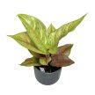 Aglaonema 'Pastella'