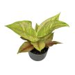 Aglaonema 'Pastella'