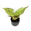 Aglaonema 'Pastella'