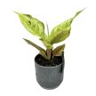 Aglaonema 'Pastella'