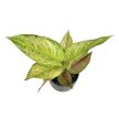 Aglaonema 'Pastella'