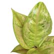 Aglaonema 'Pastella'