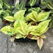 Aglaonema 'Pastella'