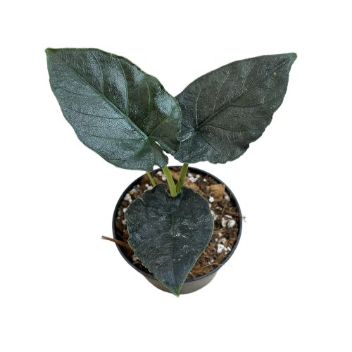 Alocasia chienlii 'Antoro Velvet' (Inplanted)