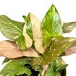 Syngonium podophyllum 'Pink Splash' (Inplanted)