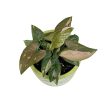 Syngonium podophyllum 'Pink Splash' (Inplanted)