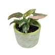 Syngonium podophyllum 'Pink Splash' (Inplanted)