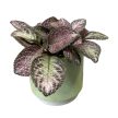 Episcia ‘Malayan Gem’
