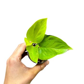  Epipremnum aureum 'Champs Élysées' mini (Inplanted)