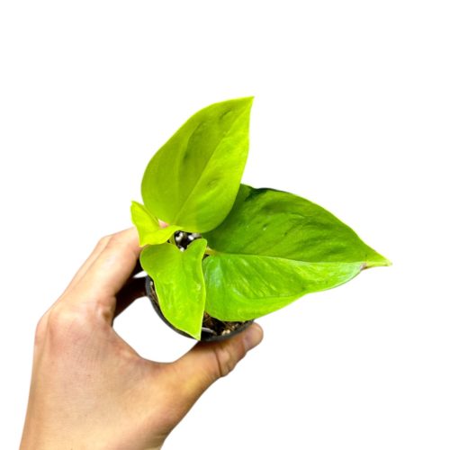 Epipremnum aureum 'Champs Élysées' mini (Inplanted)