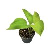 Epipremnum aureum 'Champs Élysées' mini (Inplanted)