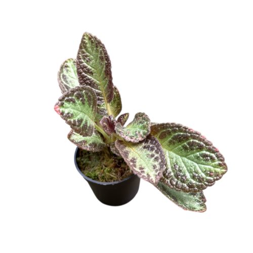 Episcia 'Silver Shield' mini (Inplanted)
