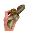 Episcia 'Silver Shield' mini (Inplanted)