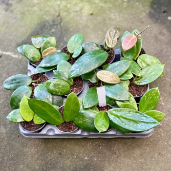 Hoya vangviengiensis (6 db)