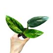Monstera standleyana 'Aurea' mini (Inplanted)