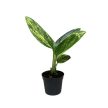 Monstera standleyana 'Aurea' mini (Inplanted)