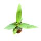 Anthurium vittarifolium (mini)