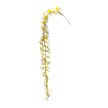 Dendrochilum cobbianum