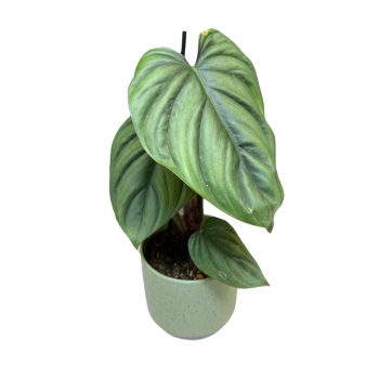 Philodendron sp. 'Colombia' (leértékelt)