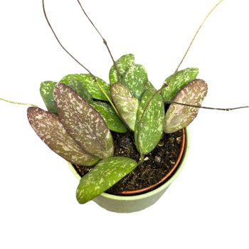 Hoya sigillatis 'AH001'