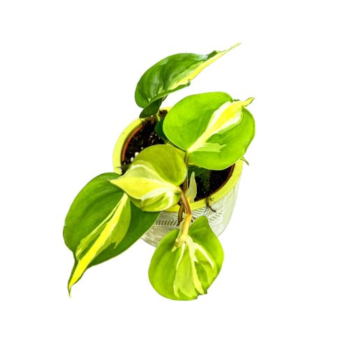 Philodendron hederaceum var. oxycardium 'Cream Splash' (Inplanted) 8 cm