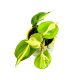Philodendron hederaceum var. oxycardium 'Cream Splash' (Inplanted) 8 cm