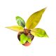Philodendron 'Mars' / Philodendron ‘Honey Boy’