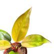 Philodendron 'Mars' / Philodendron ‘Honey Boy’