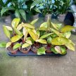 Philodendron 'Mars' / Philodendron ‘Honey Boy’