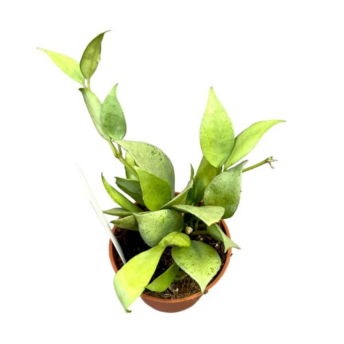 Hoya lacunosa 'Mint' (Inplanted)