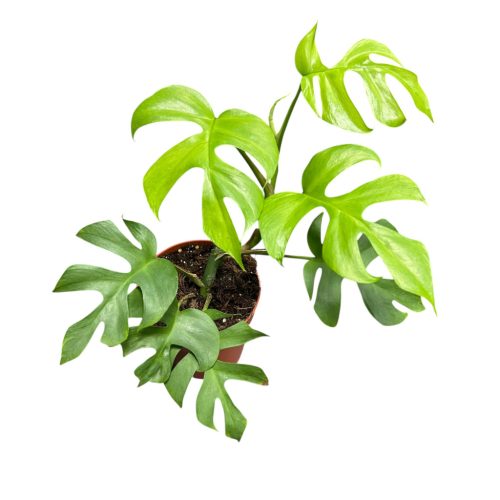 Rhaphidophora tetrasperma 'Goldrush'