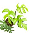 Rhaphidophora tetrasperma 'Goldrush'