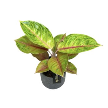 Aglaonema 'Iguana Red'