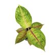 Aglaonema 'Iguana Red'