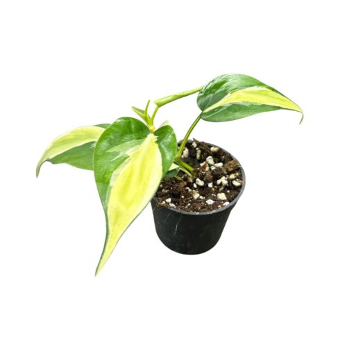 Philodendron hederaceum var. oxycardium 'Rio' (Inplanted) 6 cm
