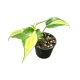 Philodendron hederaceum var. oxycardium 'Rio' (Inplanted) 6 cm