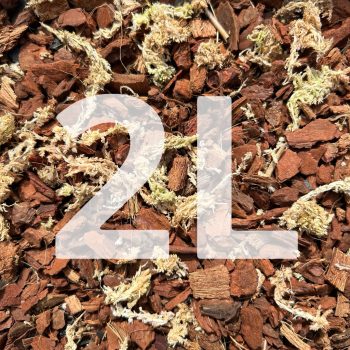 Inplanted mix 2L - Mini Phalaenopsis & Epiphytic orchids