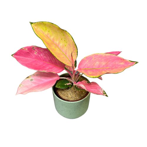 Aglaonema 