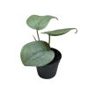 Scindapsus pictus 'Silver Hero' mini (Inplanted)