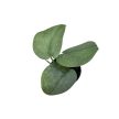 Scindapsus pictus 'Silver Hero' mini (Inplanted)